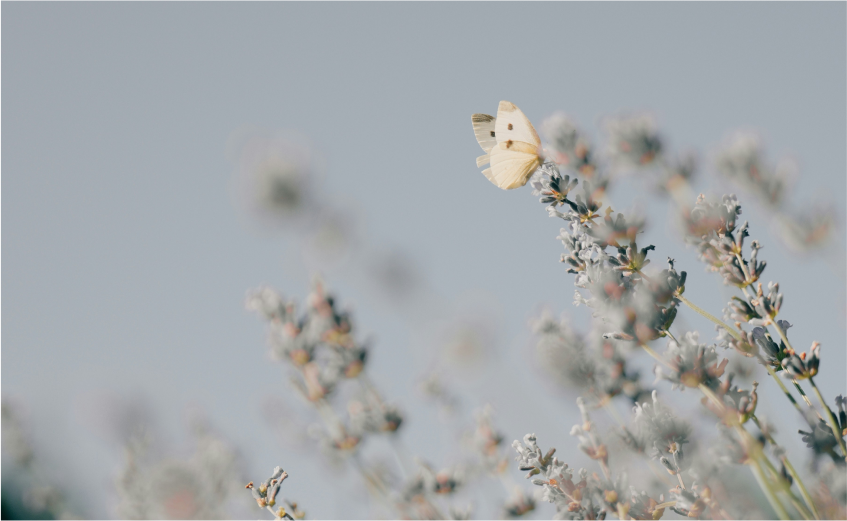 パソコン用の画像