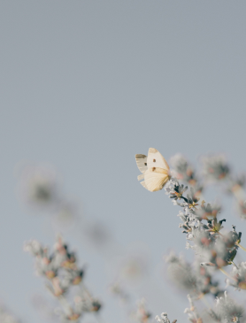 スマートフォン用の画像